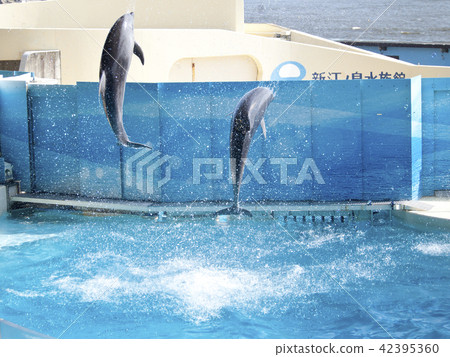 海豚海豚表演 海豚海豚表演 42395360