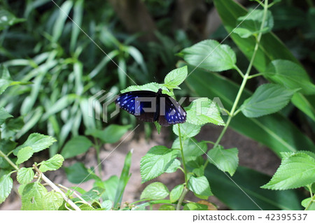 Tsumura Maki Madara 42395537