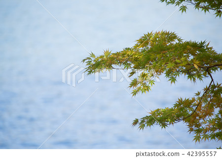Autumn leaves Autumn leaves 42395557