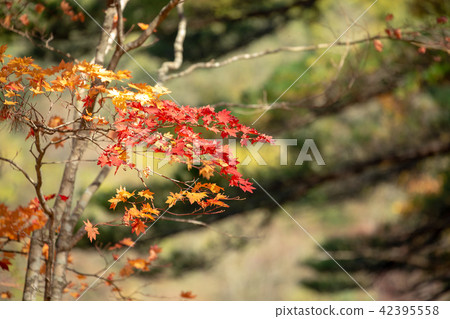 Autumn leaves 42395558