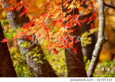 Autumn leaves Autumn leaves 42395559
