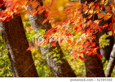 Autumn leaves Autumn leaves 42395560