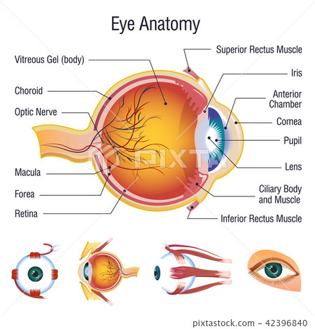 Eyeball medical anatomy icons set, cartoon style 42396840