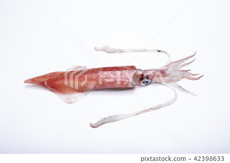 白魷魚成分 白魷魚成分 42398633