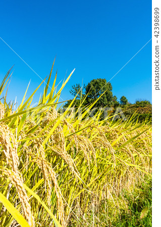 Golden ripe rice Golden ripe rice 42398699