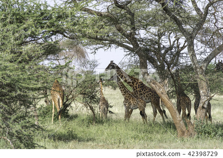 Parent and child of Masai giraffe Parent and child of Masai giraffe 42398729