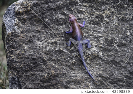 ムワンザアガマトカゲ ムワンザアガマトカゲ 42398889