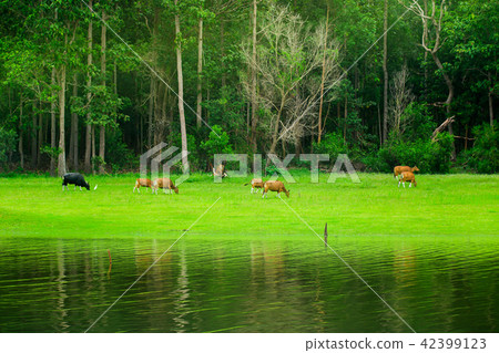 Animal, Cattle, Farm, Mammal, Meadow Animal, Cattle, Farm, Mammal, Meadow 42399123
