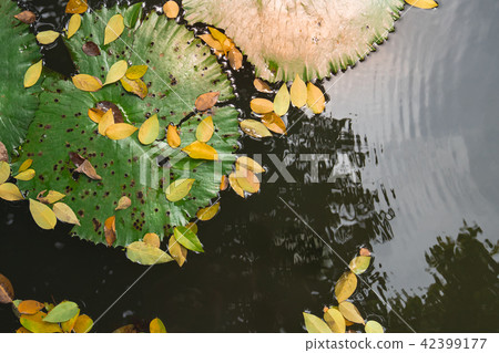 lotus leaf with yellow fall leaves on still water 42399177