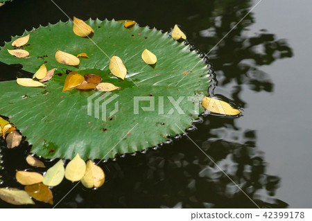 lotus leaf with yellow fall leaves on still water  42399178