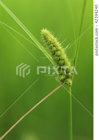 天然植物Mikoshigaya，一種生長在水邊的莎草科植物。它似乎是在全國范圍內分發的，但你不是看得太多嗎？ 42399240