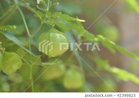 富森克魯茲 富森克魯茲 42399823