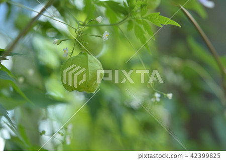 富森克魯茲 42399825
