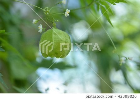 富森克魯茲 富森克魯茲 42399826