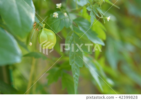 富森克魯茲 富森克魯茲 42399828