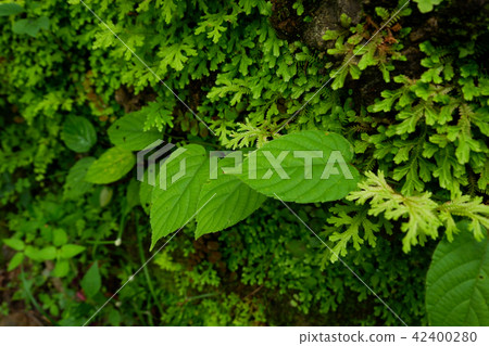 Selaginella involvens fern, small fern leaves Selaginella involvens fern, small fern leaves 42400280