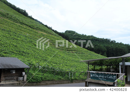 Winery vineyard 42400828