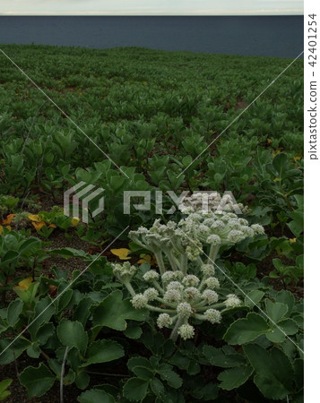 天空和大海和Hamobe 42401254