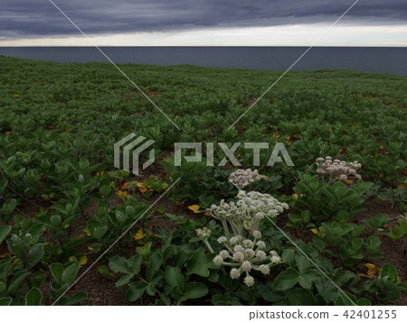 Hamaboufu盛開在寧靜的海邊 42401255