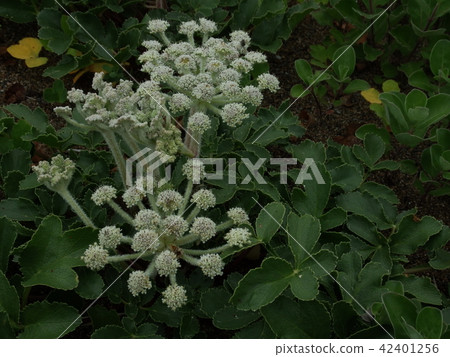 白仙女漢堡老闆 42401256