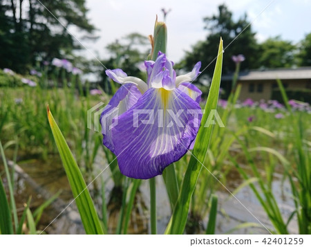鳶尾花 鳶尾花 42401259