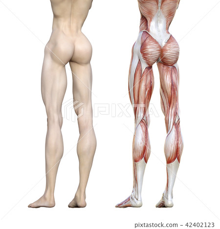 Female dissection muscle 3DCG illustration material 42402123