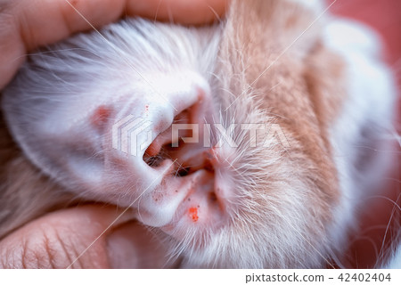 auricle of a cat infected with an ear mite auricle of a cat infected with an ear mite 42402404