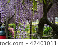 Wisteria of Kameido Tenjin (1) 42403011