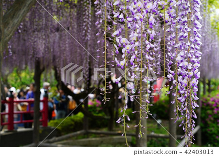Wisteria of Kameido Tenjin (3) 42403013