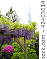 Kameido Tenjin's Wisteria and Sky Tree (1) 42403014