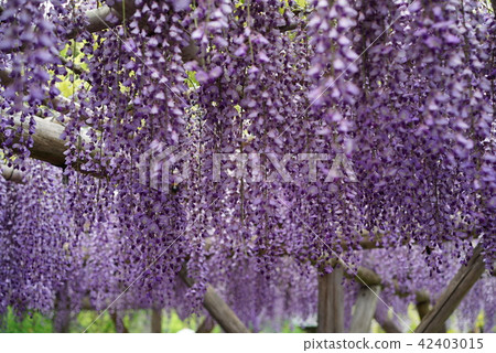 Wisteria of Kameido Tenjin (4) 42403015