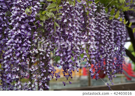 Wisteria of Kameido Tenjin (5) 42403016