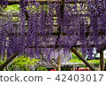 Wisteria of Kameido Tenjin (6) 42403017
