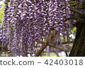 Wisteria of Kameido Tenjin (7) 42403018