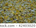 Gingko's fallen leaves (1) 42403020