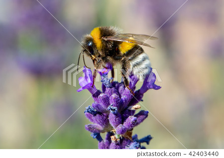 bee on violet lavender 42403440