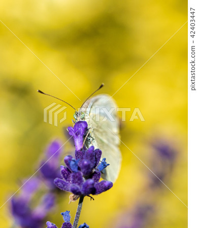 White butterfly on violet lavender White butterfly on violet lavender 42403447