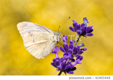 White butterfly on violet lavender 42403448