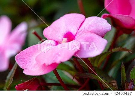 pink New Guinea impatiens flowers in pots pink New Guinea impatiens flowers in pots 42403457