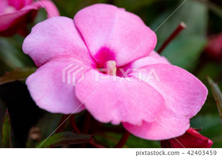 pink New Guinea impatiens flowers in pots pink New Guinea impatiens flowers in pots 42403459