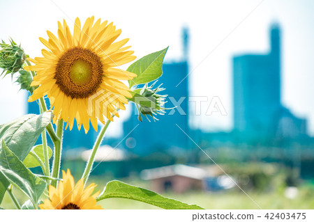 向日葵和埼玉新都心 42403475