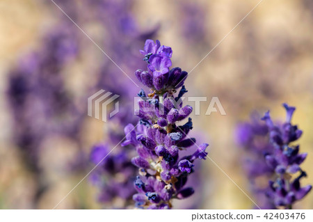 summer lavender flowering in garden summer lavender flowering in garden 42403476
