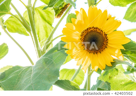 Summer flower Sunflower 42403502
