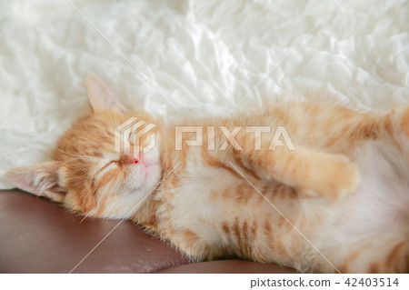 A kitten A kitten 42403514