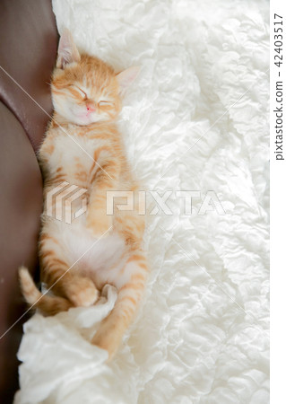 A kitten A kitten 42403517