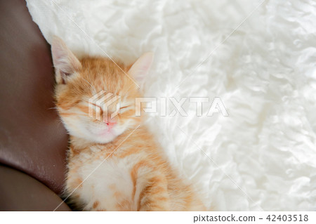 A kitten A kitten 42403518
