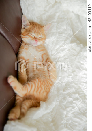 A kitten A kitten 42403519