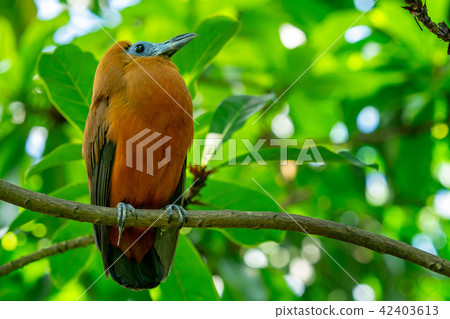 Tropical bird capuchinbird or calfbird  42403613