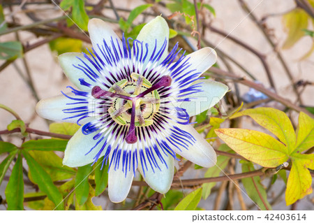 Blooming blue Passion Flower.  42403614