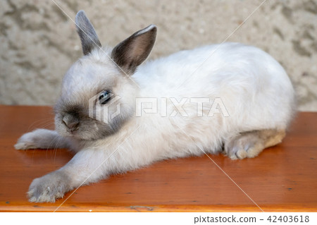 Little rabbit on wooden desk 42403618